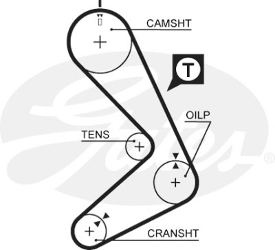 Cinghia dentata