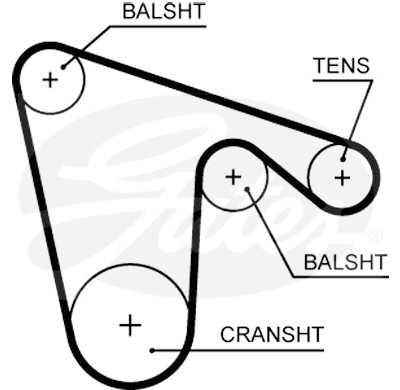 Cinghia dentata