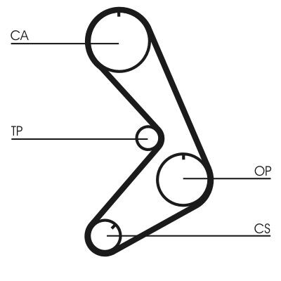 Cinghia dentata