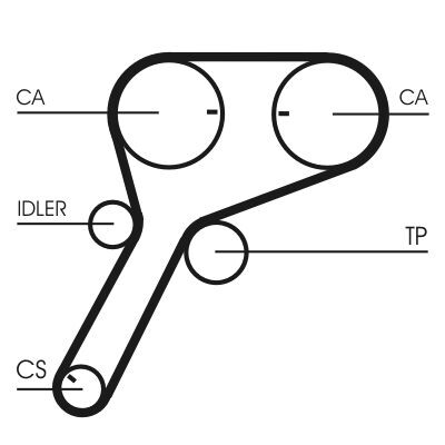 Cinghia dentata