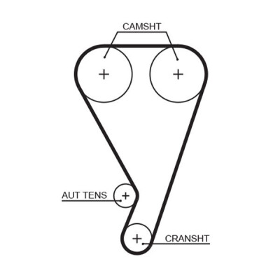 Cinghia dentata
