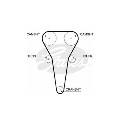 Cinghia dentata